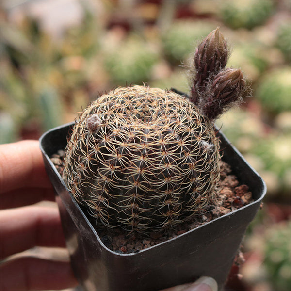 Lobivia arachnacantha,3-4cm
