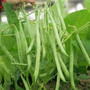 Supplier Snap Bean Seeds, 10g Per Bag