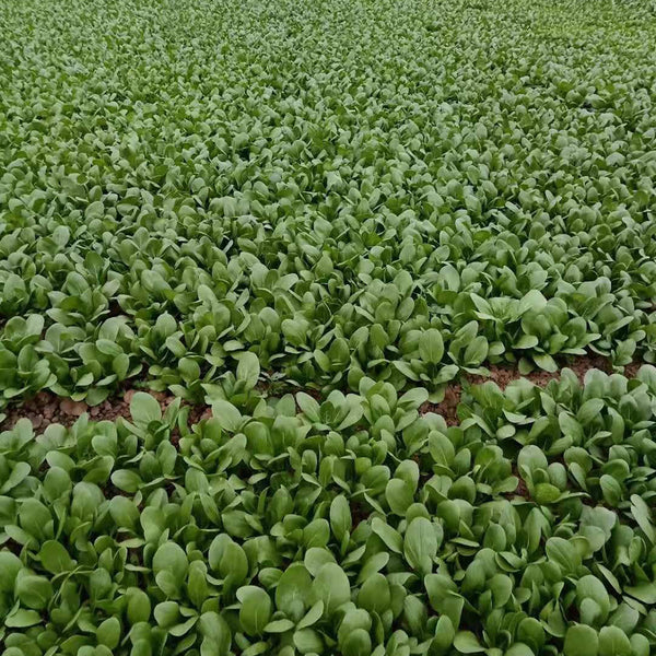 Jinmei 22 Green-stem Pak Choi Seeds, 10g