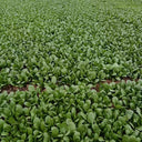 Jinmei 22 Green-stem Pak Choi Seeds, 10g