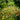 Blackberry Lily Seeds, 10g