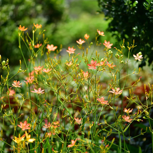 Blackberry Lily Seeds, 10g