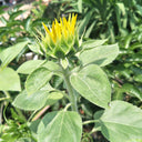 Dwarf Potted Sunflower Seeds, 5g