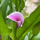 'Picasso' Calla Lily, 16/18cm Circumference, 1 Bulb