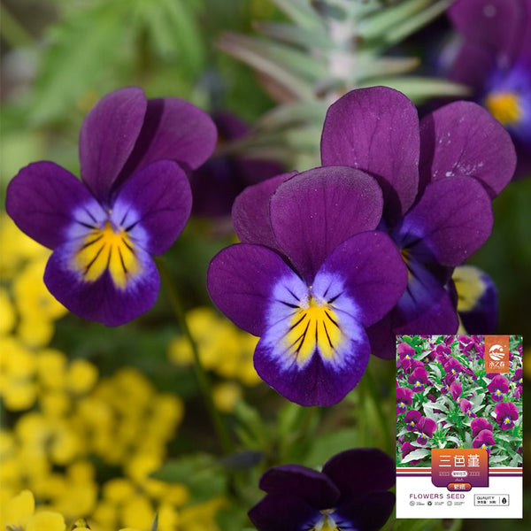 Hezhichun Pansy 'Ziyan', 30 Seeds