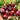 Sweet Xiao Wen F5 Tomato, 5 Seeds
