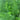 Small Leaf Fennel, 1000 Seeds