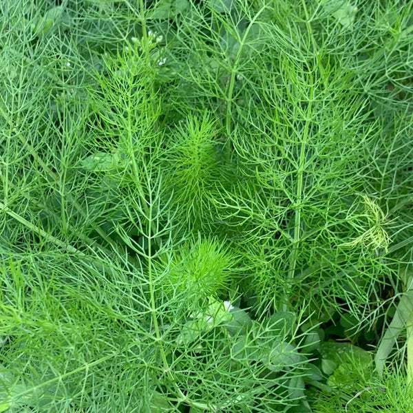 Small Leaf Fennel, 1000 Seeds
