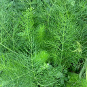 Small Leaf Fennel, 1000 Seeds