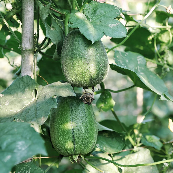 Apple Luffa Seeds, 6 Seeds