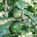 Apple Luffa Seeds, 6 Seeds