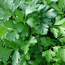 Italian Giant Parsley, 100 Seeds