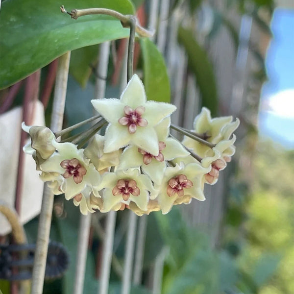 Hoya oblongacutifolia, 5 Cuttings