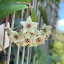 Hoya oblongacutifolia, 5 Cuttings