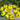 603 Eden Dwarf No. 2 Tomato, 3 Seeds