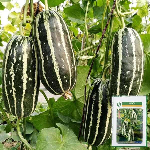 'Boyang No.9' Sesame Honey Melon, 500 Seeds