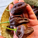 Chocolate Habanero, 5 Seeds
