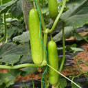 Crispy Jade Fruit Cucumber, 5 Seeds