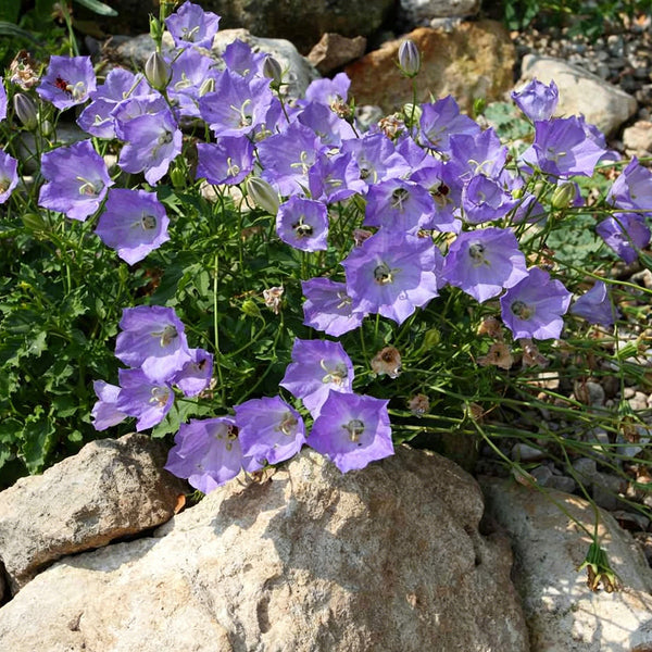 Tufted Bellflower Seeds, 1g