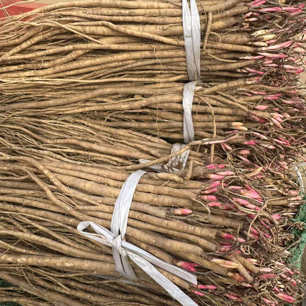 Hedysarum Polybotrys, 30 Seeds