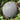 'Golden Obsidian' Seedless Watermelon Seeds, 20 Seeds