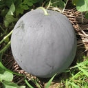 'Golden Obsidian' Seedless Watermelon Seeds, 20 Seeds