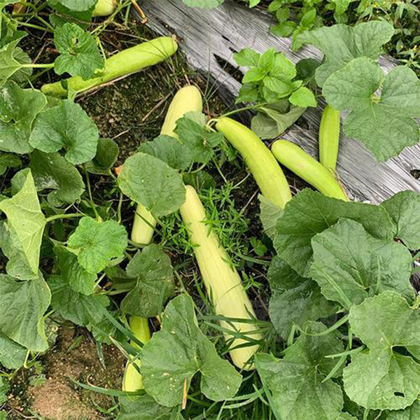 Green-veined Oriental Pickling Melon Seeds, 50 Seeds