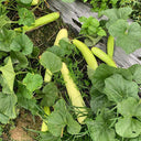 Green-veined Oriental Pickling Melon Seeds, 50 Seeds