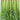 Michelin Fruit Celery Seeds, 10g