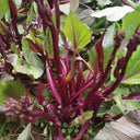 Xishuai Purple Stem Mustard Seeds, 500 Seeds