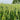 Barley Seeds, 100 Seeds