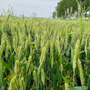 Barley Seeds, 100 Seeds