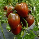645 Black Pyramid Tomato, 5 Seeds
