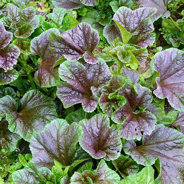 Chinese Mallow Seeds, 10g