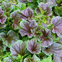 Chinese Mallow Seeds, 10g