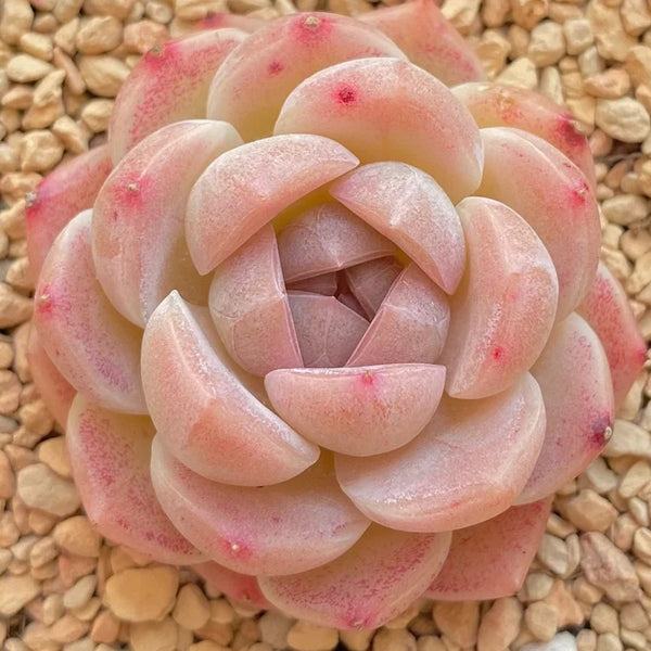 Echeveria cv. 'Moon Star', 3pcs x 1-head