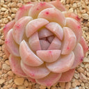 Echeveria cv. 'Moon Star', 3pcs x 1-head