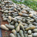 Beimi No.3 Pumpkin Seeds, 50 Seeds