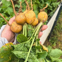 Yellow Cherry Radish, 10g