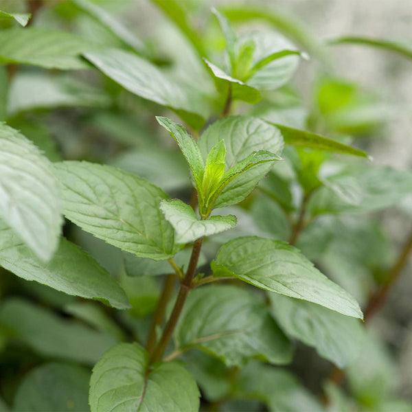 Pennyroyal Mint, 1000 Seeds