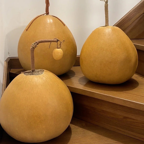Extra Large Bottle Gourd, 5 Seeds
