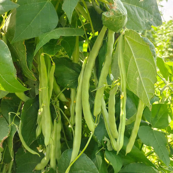 'Shuangqing No.38' Green Bean Seeds, 25g