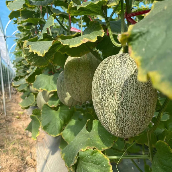 Xizhoumi Sweet Melon Seeds, 50 Seeds
