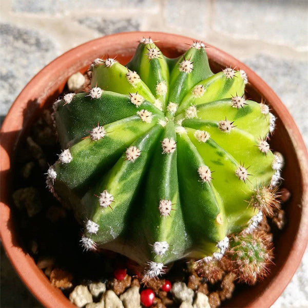 'World Map' Variegated Cactus, 3-4cm