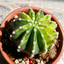 'World Map' Variegated Cactus, 3-4cm