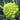 Green Romanesco, 10 Coated Seeds