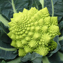 Green Romanesco, 10 Coated Seeds