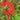 Blood Red Chunxiao Lycoris, 1 Bulb