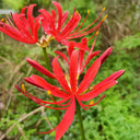 Blood Red Chunxiao Lycoris, 1 Bulb