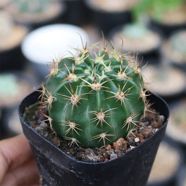 Echinopsis obrepanda, 3-4cm